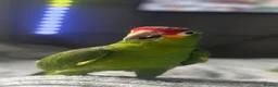 Parrots birds for sale: 3 Year Old Red Lored Amazon Parrot in Northampton - Advert 4