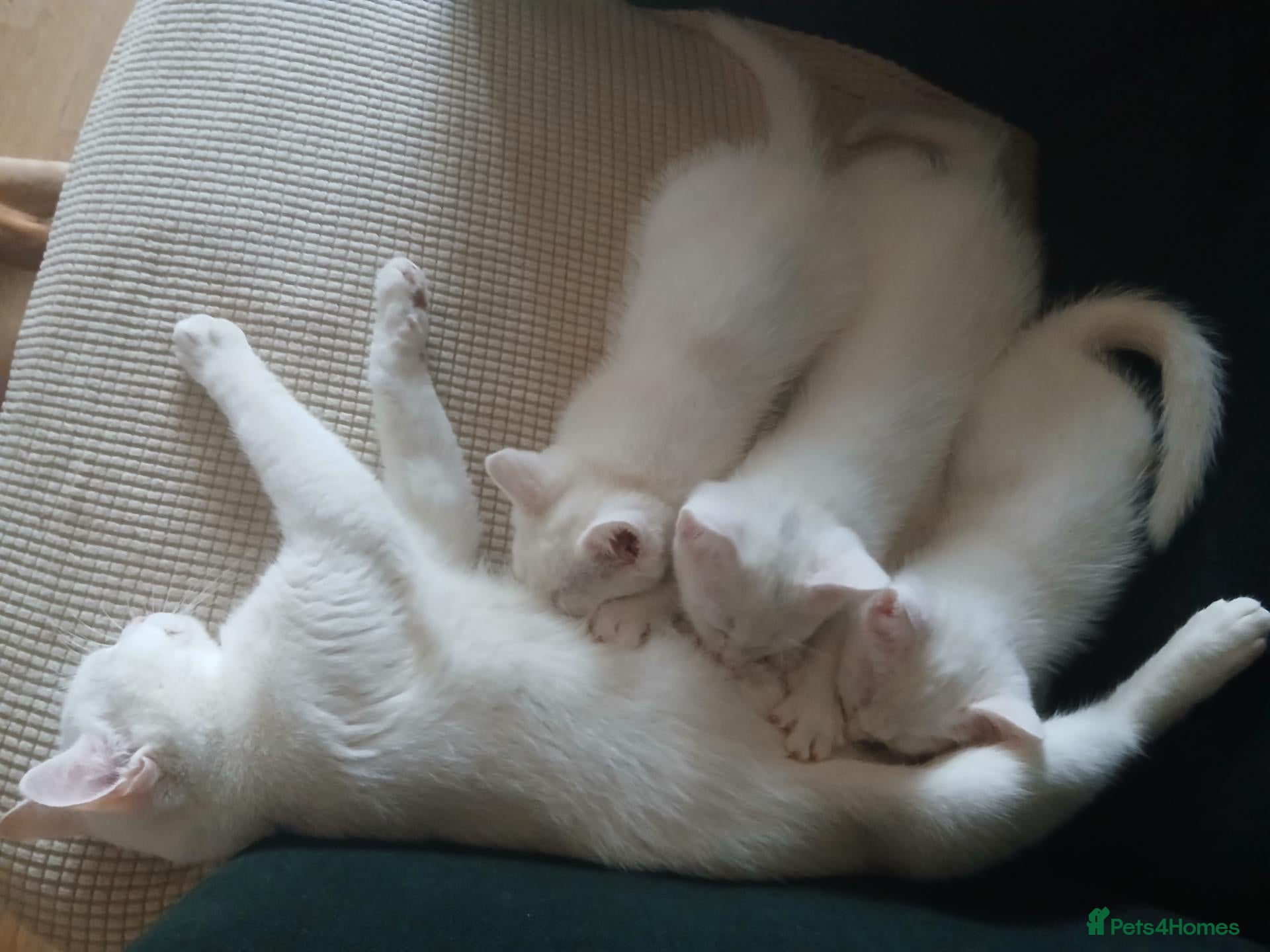 Mixed Breed cats 3 kittens for sale .2 boys and 1 girl - Advert 10