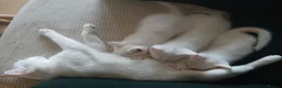 Mixed Breed cats for sale: 1 pure white girl kitten left for sale  - Advert 2