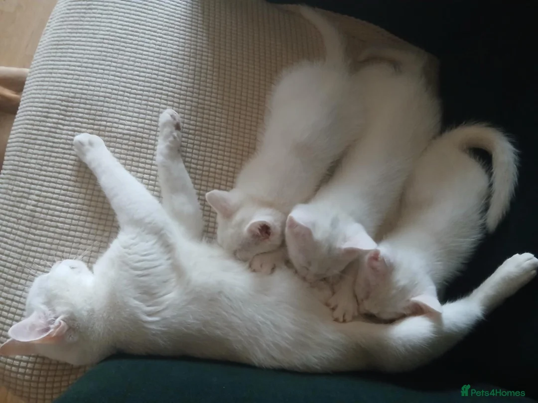 Mixed Breed cats for sale: 1 pure white girl kitten left for sale  - Advert 2