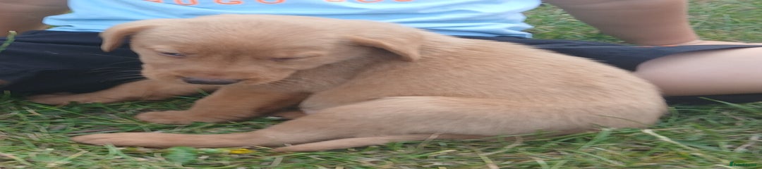 Labrador Retriever Puppy 1