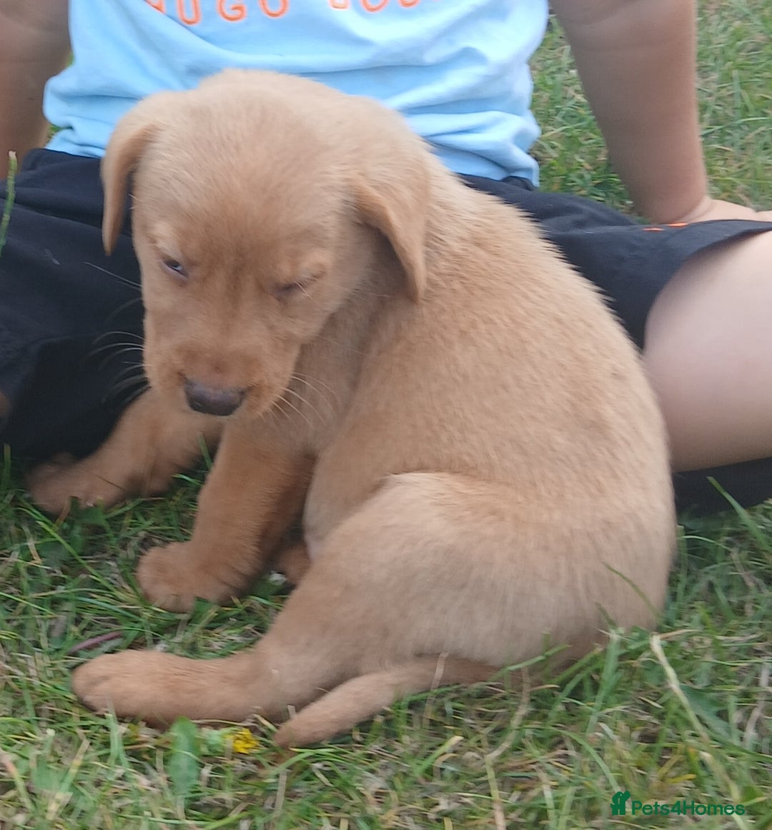 Labrador Retriever dogs for sale: Stunning labrador pups  - Image 4