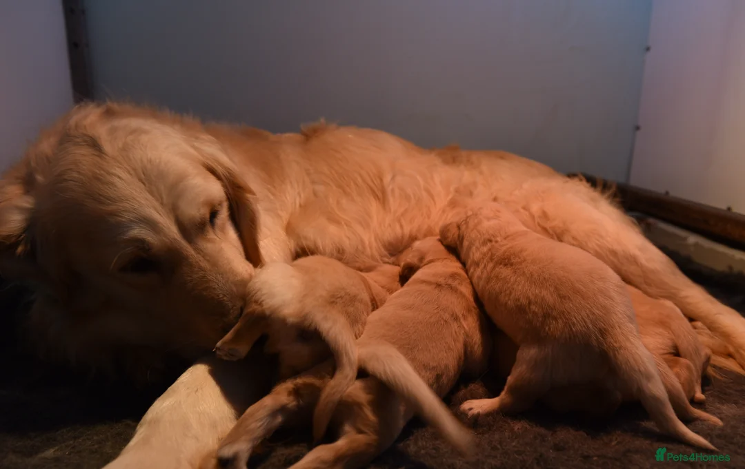 Golden Retriever dogs for sale: Traditional Dark Golden Retriever Puppy’s KC Reg in Sleaford - Advert 12