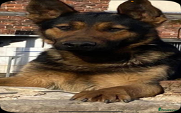 German Shepherd dogs for sale: German shepherd puppies  - Image 9