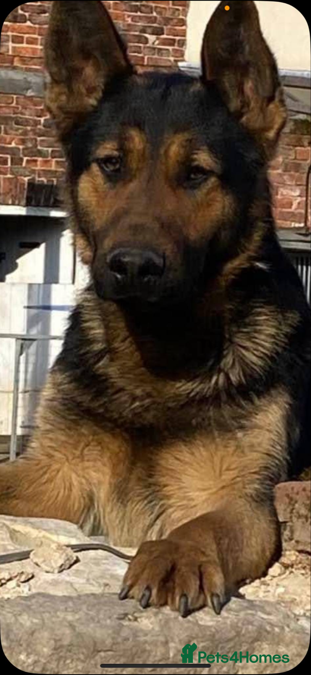 German Shepherd dogs for sale: German shepherd puppies  - Image 9