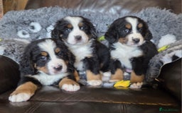 Bernese Mountain Dog dogs for sale: Beautiful Bernese Mountain Dog Puppies - Image 2