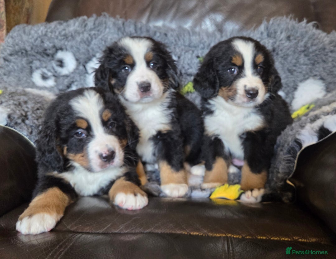Bernese Mountain Dog dogs for sale: Beautiful Bernese Mountain Dog Puppies - Image 2