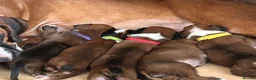 Boxer dogs for sale: Beautiful long and Bob tail kc reg puppies  - Advert 6