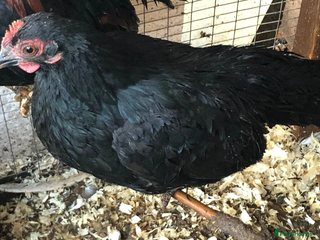 Chickens poultry for sale: Serama Cockerell and 2 hens - Advert 3
