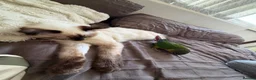 Ragdoll cats for sale: Beautiful Male Ragdoll – Cairo 🩵 - Advert 2