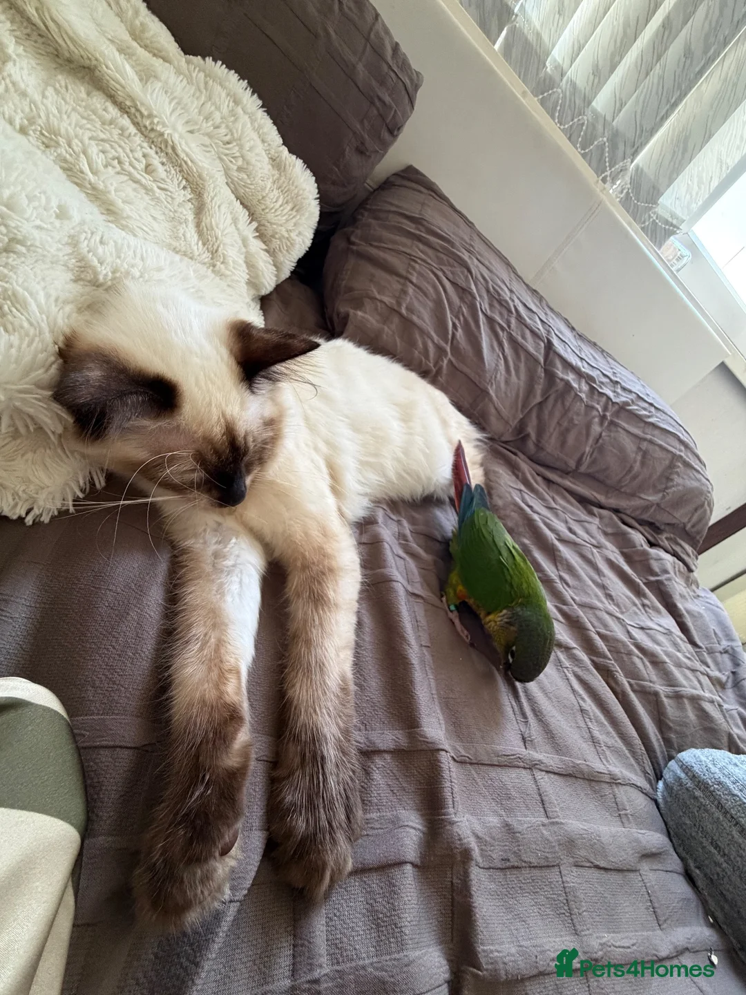 Ragdoll cats for sale: Beautiful Male Ragdoll – Cairo 🩵 - Advert 2