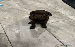 Labrador Retriever dogs for sale: Chunky Chocolate Labrador Puppies  - Image 15