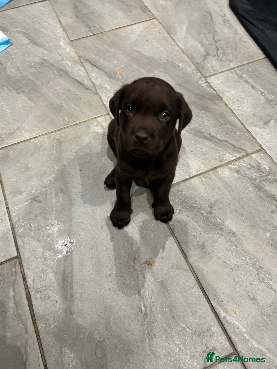 Labrador Retriever dogs for sale: Chunky Chocolate Labrador Puppies  - Image 15