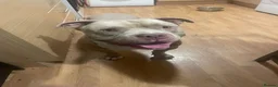 American Bully dogs for stud: American Bully for stud in Llanwrda - Advert 3