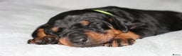 Dobermann dogs for sale: Evalesco Dobermanns - Advert 10