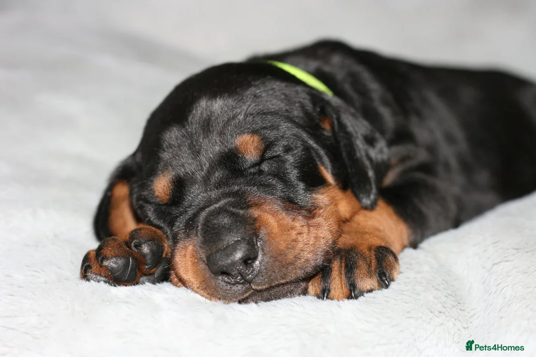 Dobermann dogs for sale: Evalesco Dobermanns - Advert 17