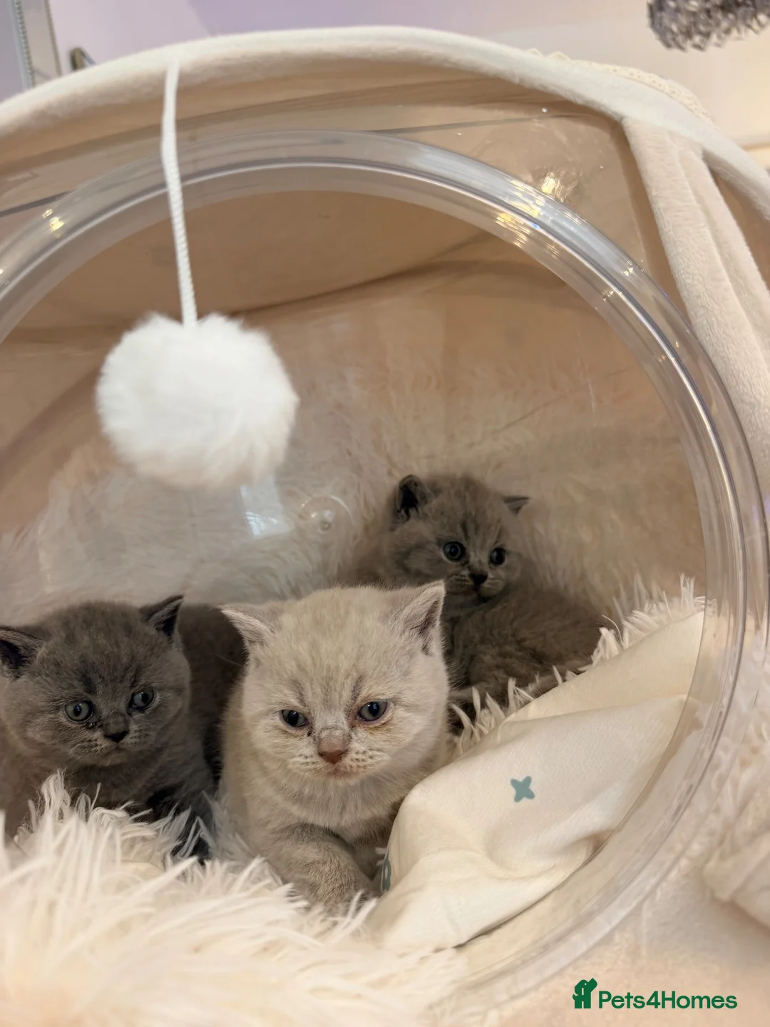 British Shorthair cats for sale: GORGEOUS GCCF REGISTERED KITTENS in Huddersfield - Advert 11