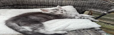 Silver girl 