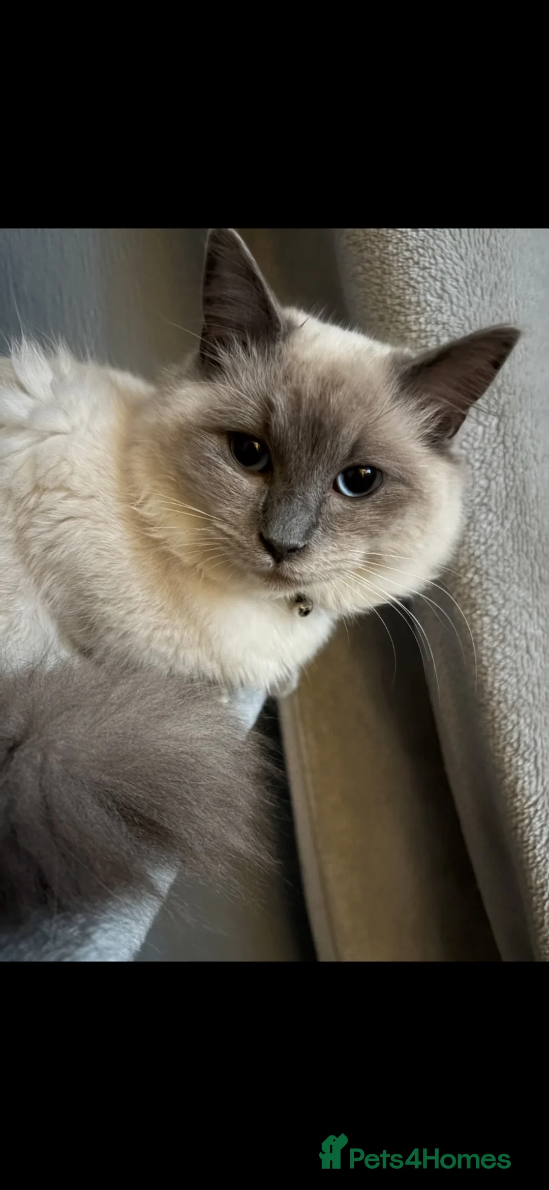 Ragdoll cats for sale: Ragdoll cross  in Selby - Advert 11
