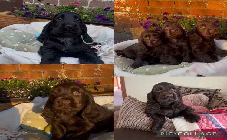 Cocker Spaniel dogs - Advert 2