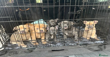Mixed Breed dogs - Advert 4