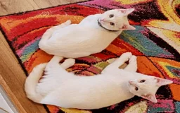 Siamese cats for sale: Flame point siamese kittens  - Advert 5