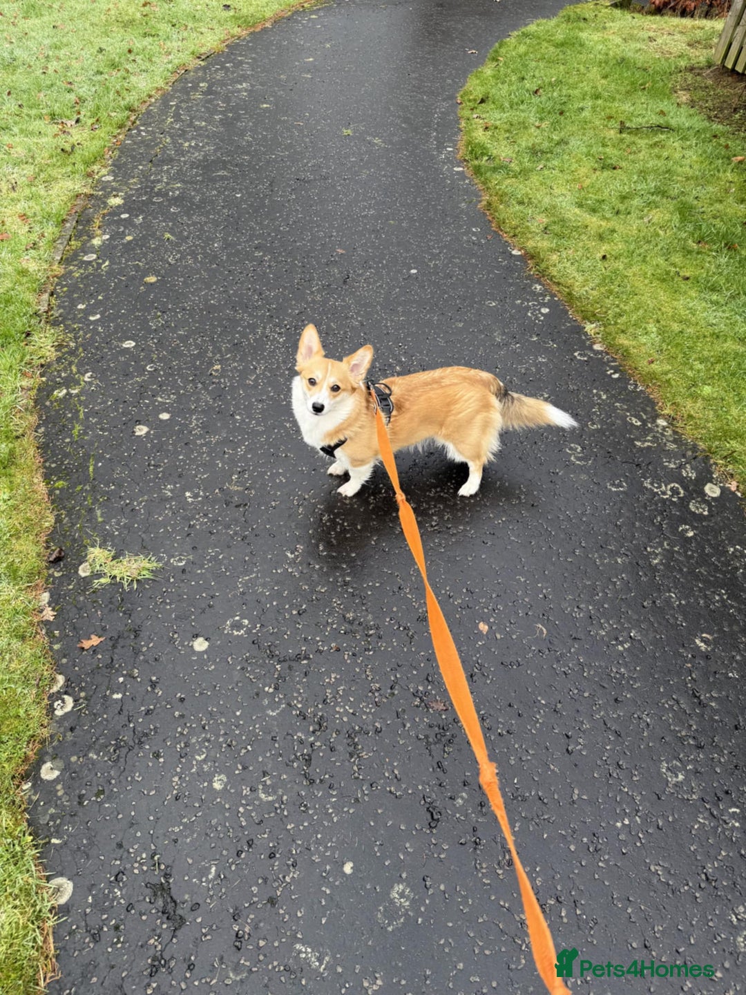 Welsh Corgi Pembroke dogs for sale: Rehoming Lily - Image 2