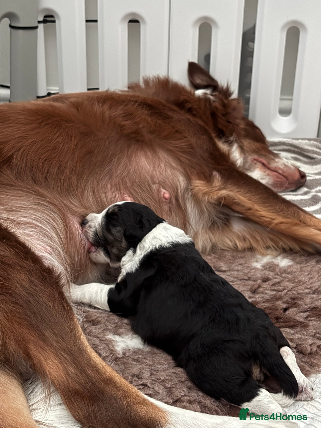 Bordoodle dogs for sale: Bordoodle Pups - Image 25