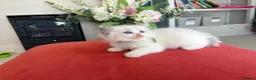 Ragdoll cats for sale: Pedigree Ragdoll babies Ready now - Advert 10