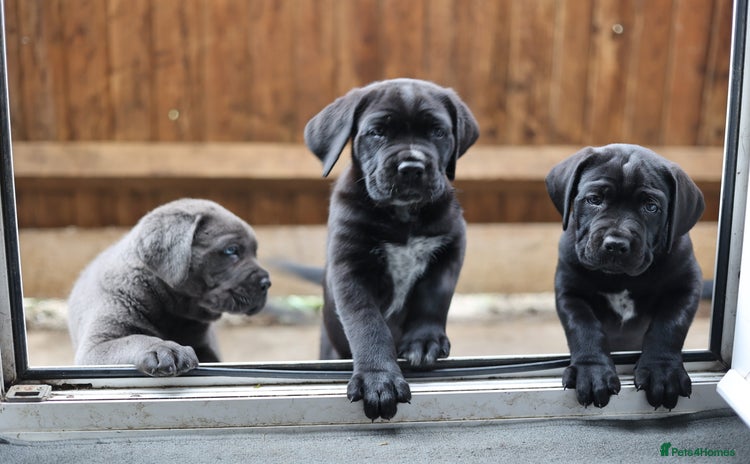 Cane Corso dogs - Advert 13