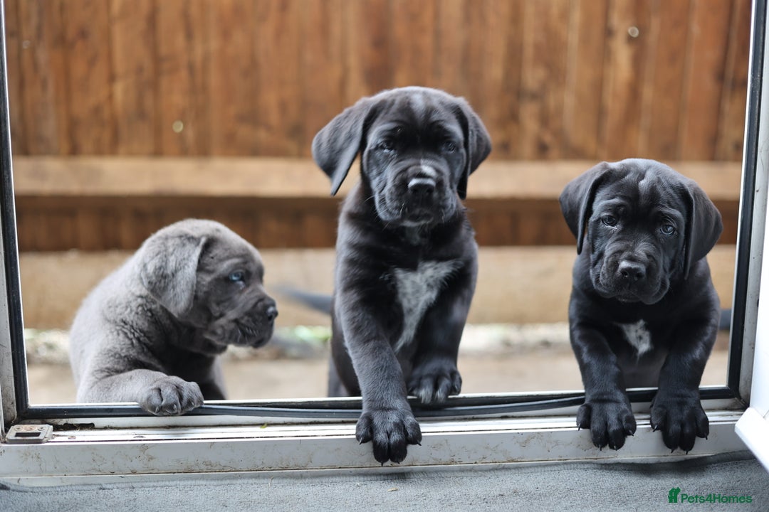 Cane Corso dogs for sale: Champion Lines Cane Corso puppies for sale - Image 4