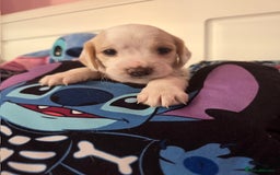 Mixed Breed dogs for sale: Cocker Spaniel Puppies – 4 Weeks Old - reserve now - Advert 21