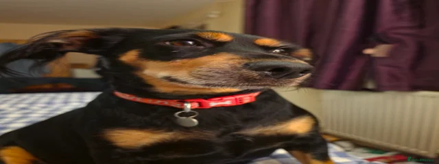 Pepper