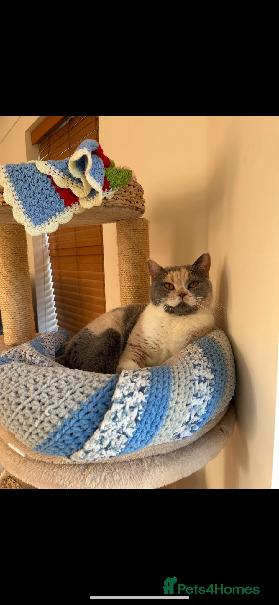 British Shorthair cats Looking for a new lap! - Advert 2