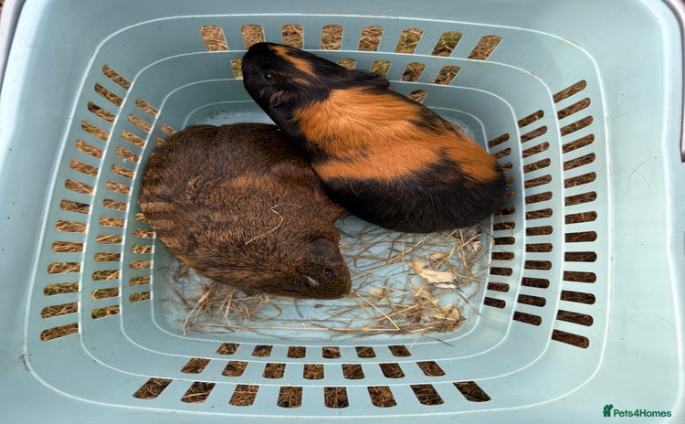 Guinea Pig rodents - Advert 11