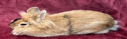 Netherland Dwarf rabbits for sale: 🌟Beautiful bunnies for sale 🌟 - Advert 3