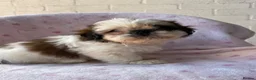 Shih Tzu dogs for sale: 🐶 Beautiful Shih Tzu Puppies for Sale 🐶 - Advert 11