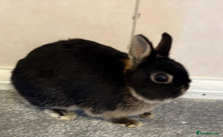 Netherland Dwarf rabbits - Advert 1