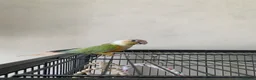Conures birds for sale: Male pineapple green cheek conure for sale  in Armagh - Advert 3