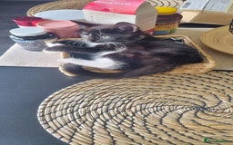 Persian cats for sale: 2 female kittens 1 persian cat for adoption - Image 1