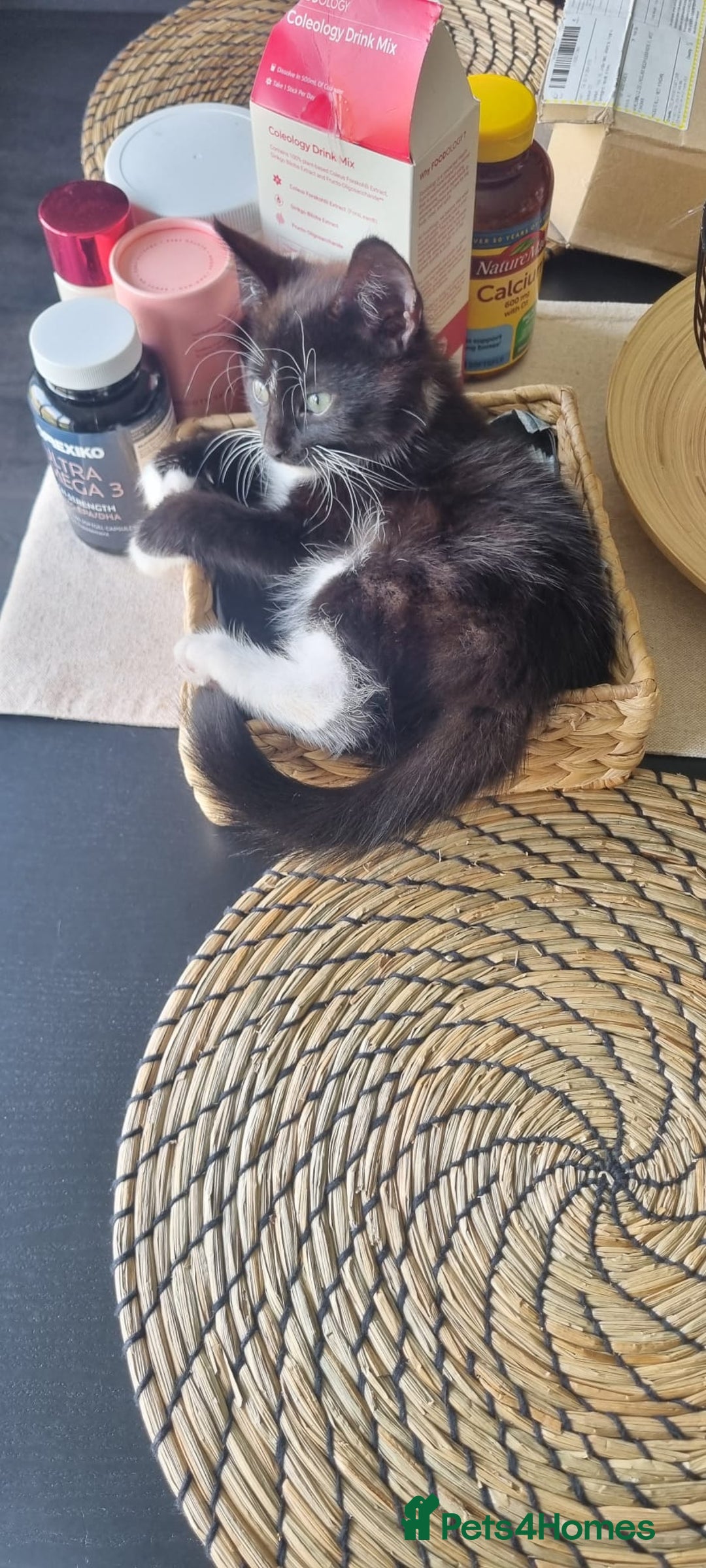 Persian cats for sale: 2 female kittens 1 persian cat for adoption - Image 1