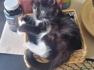 Persian cats - Advert 32