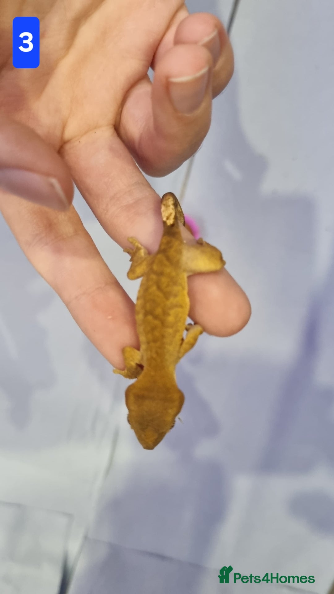 Gecko reptiles for sale: Baby crested geckos - Advert 4