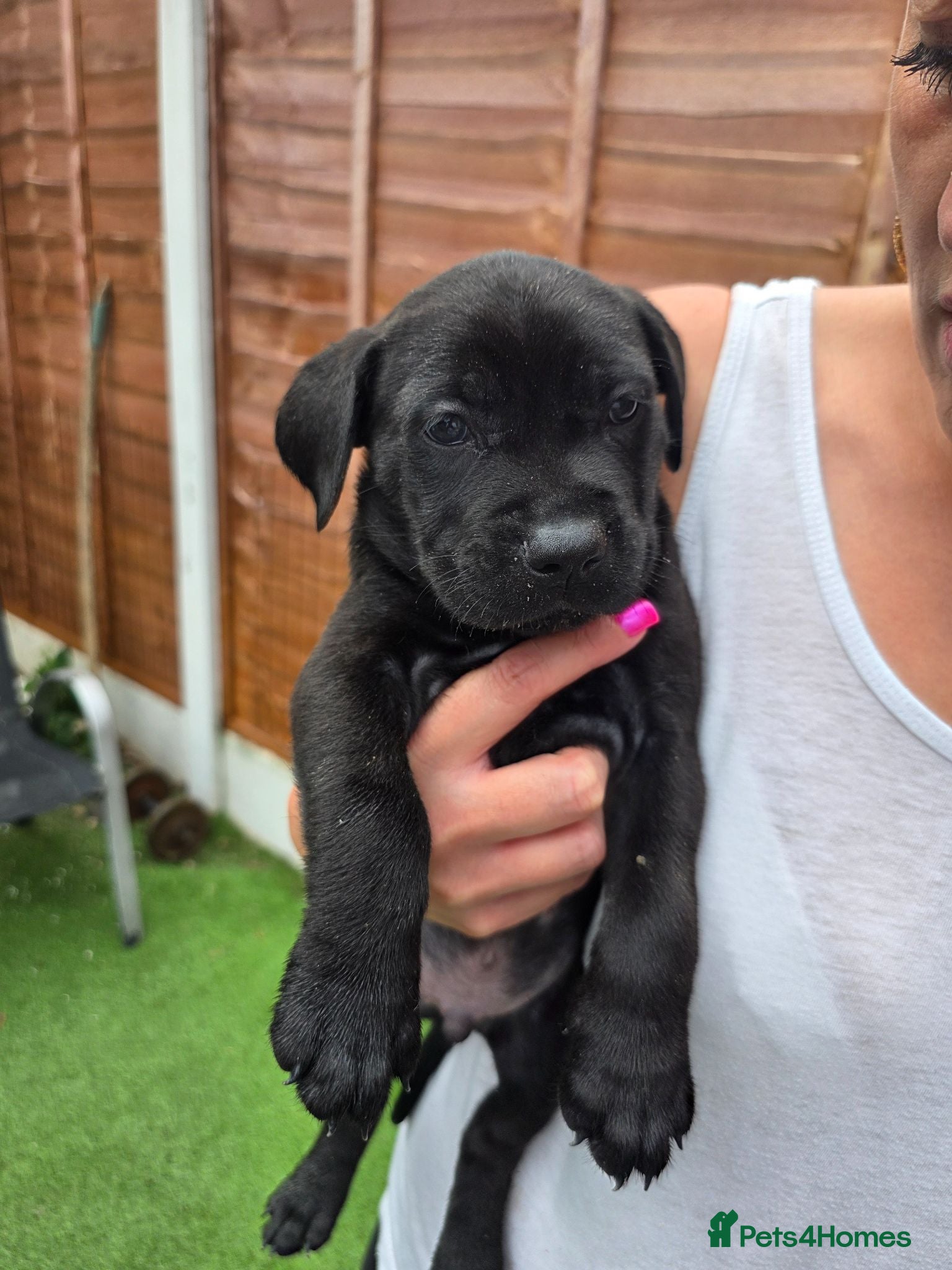 Cane Corso dogs Cane Corso puppies - Advert 9