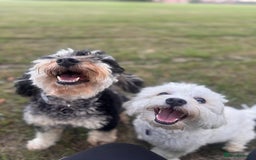Mixed Breed dogs for sale: Puppies due!  - Image 2