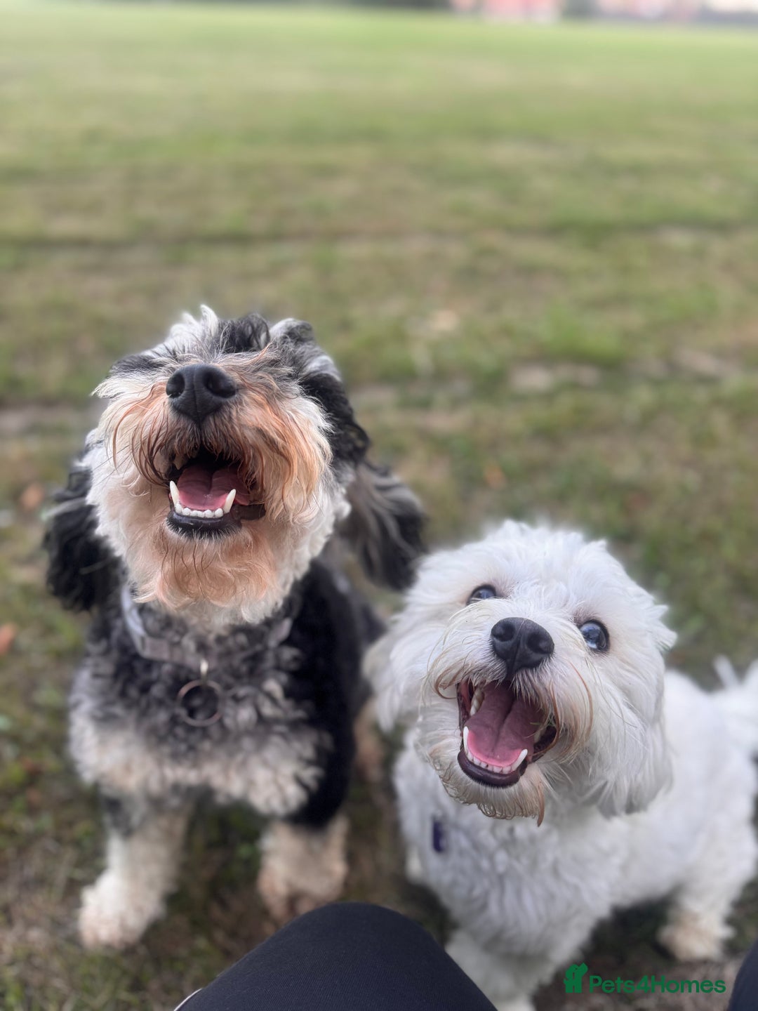 Mixed Breed dogs for sale: Puppies due!  - Image 2