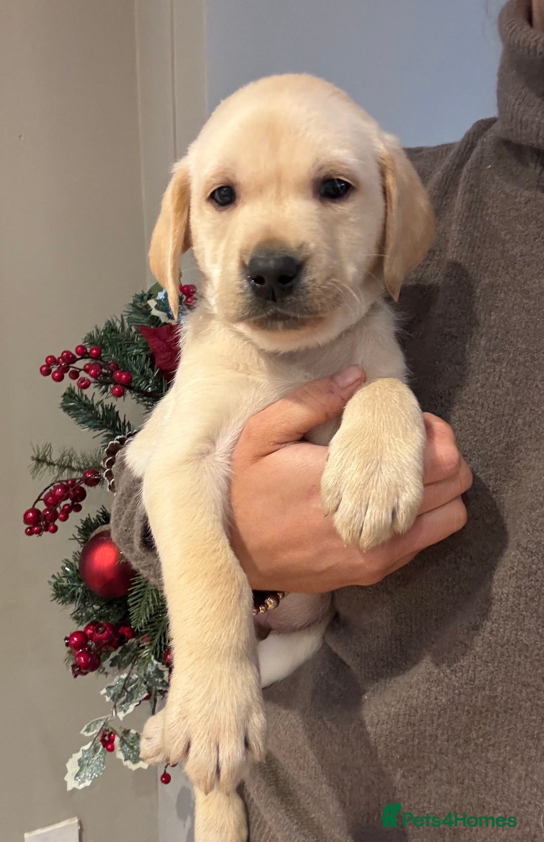 Labrador Retriever dogs for sale: Ready next week! Pretty Perfect Labrador Puppy - Advert 3