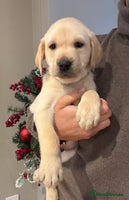 Labrador Retriever dogs Stunning Labrador KC Reg Pretty Perfect Puppies - Advert 3