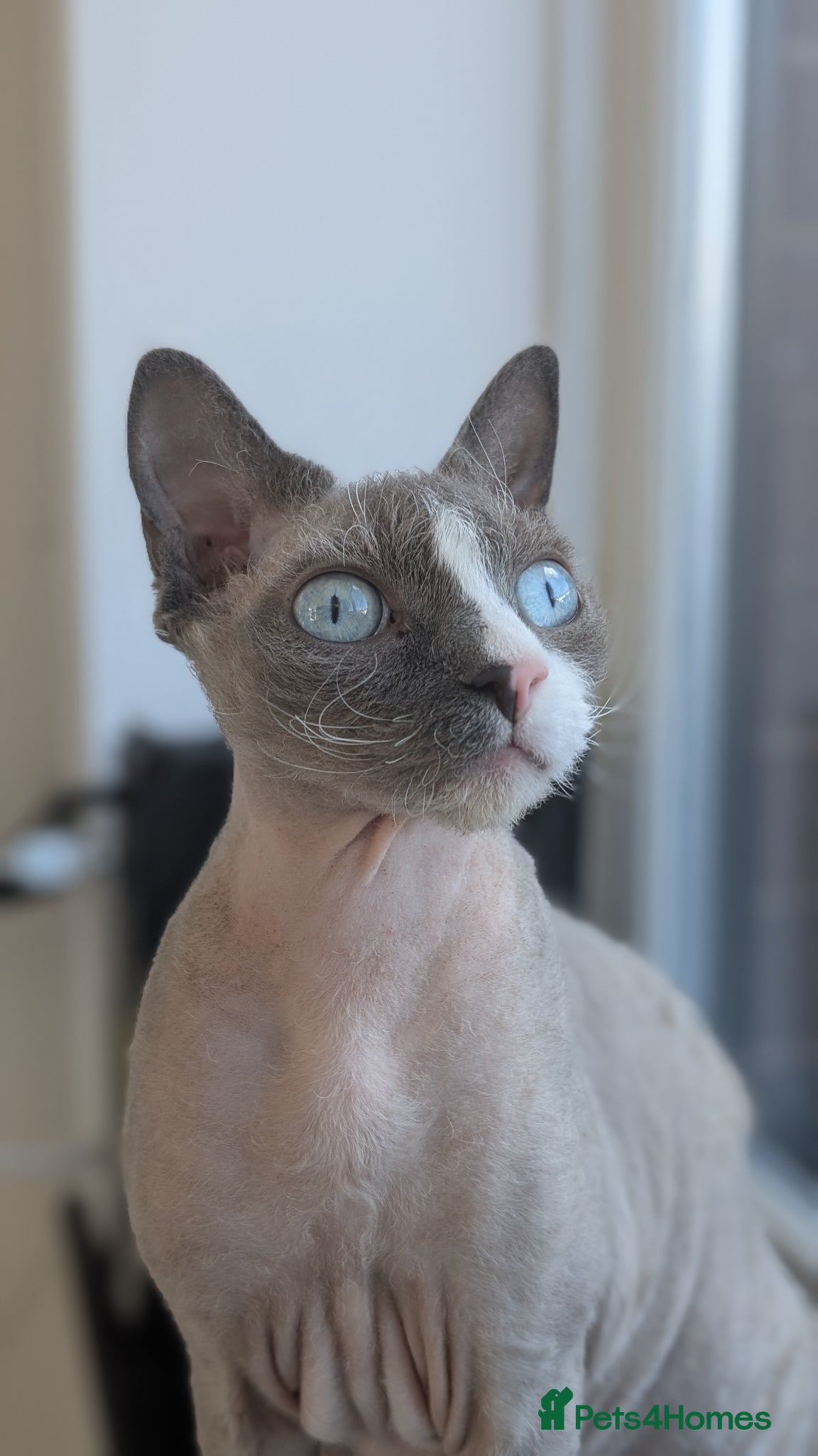 Devon Rex cats Blue eyed boy - Advert 2