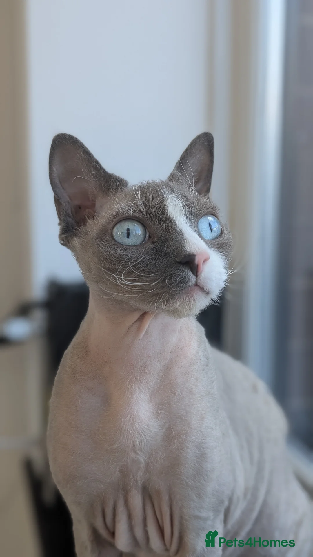 Devon Rex cats for sale: Blue eyed boy - Advert 1